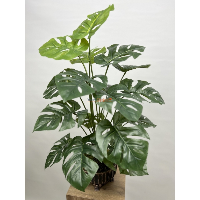 Monstera Ağacı 72 cm