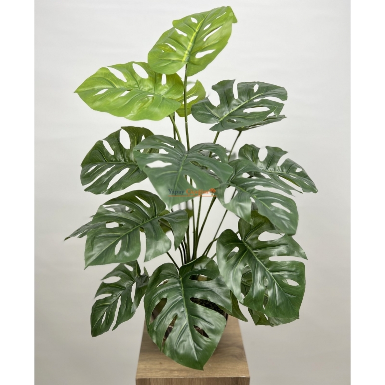 Monstera Ağacı 72 cm