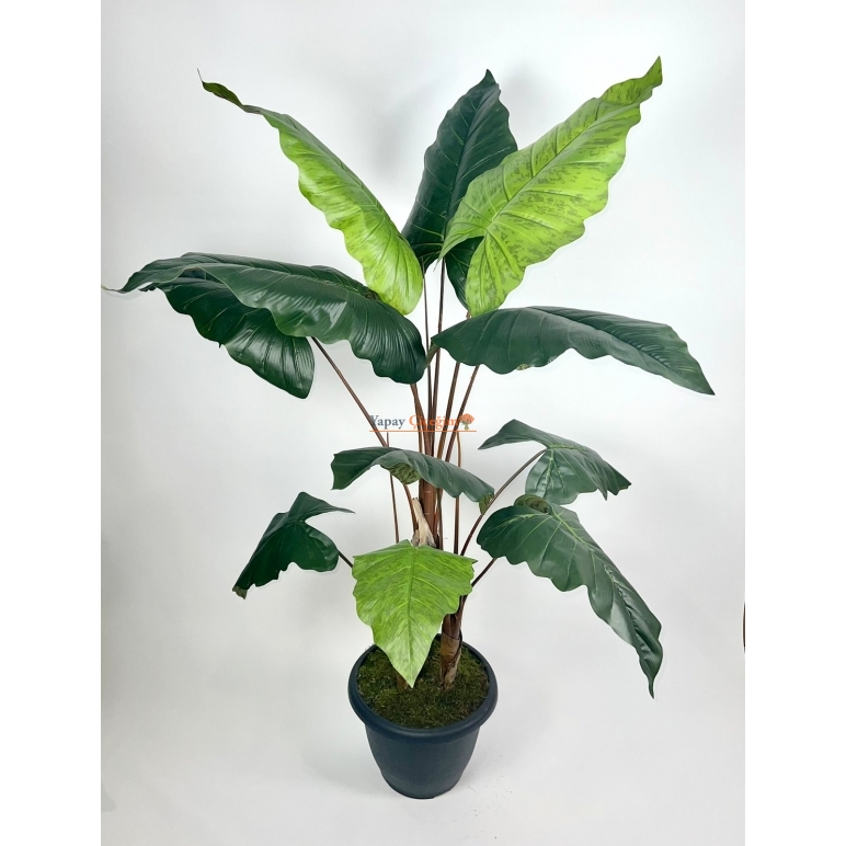 Alocasia Fil Kulagı Yapay Agaç