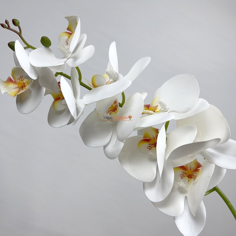 Beyaz Orkide Çiçeği modelleri
