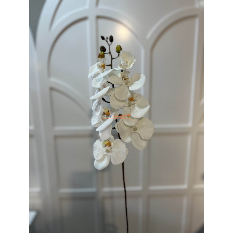 ucuz orkide