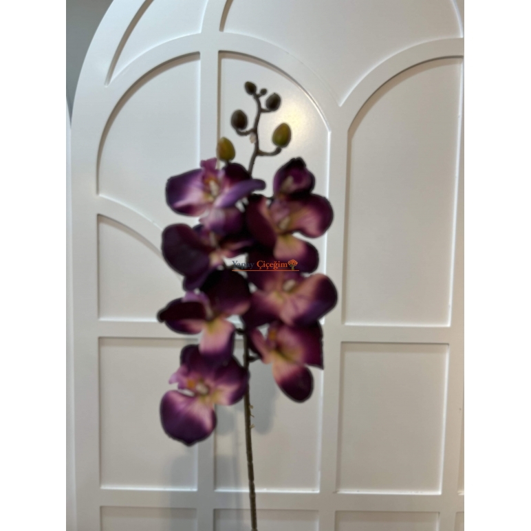 ıslak mor orkide