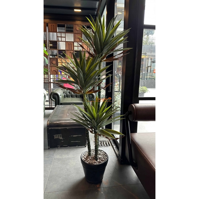3 lü aloe vera