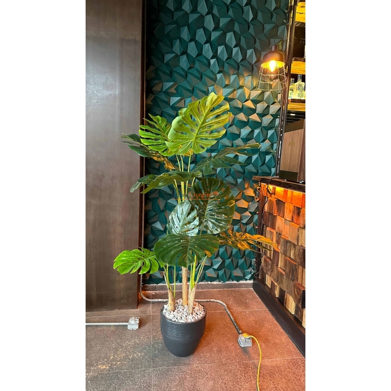 3 Gövdeli Monstera Ağacı