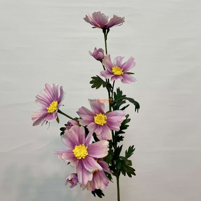 pembe papatya