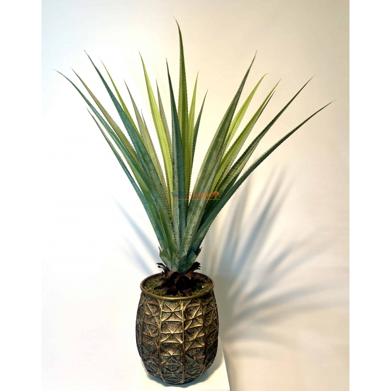 Aloe Vera Ağacı Modelleri