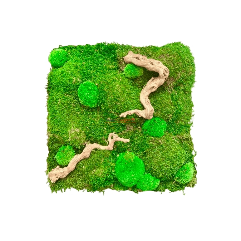 Şoklanmış Yosun Duvar Moss Duvar 50x50 cm
