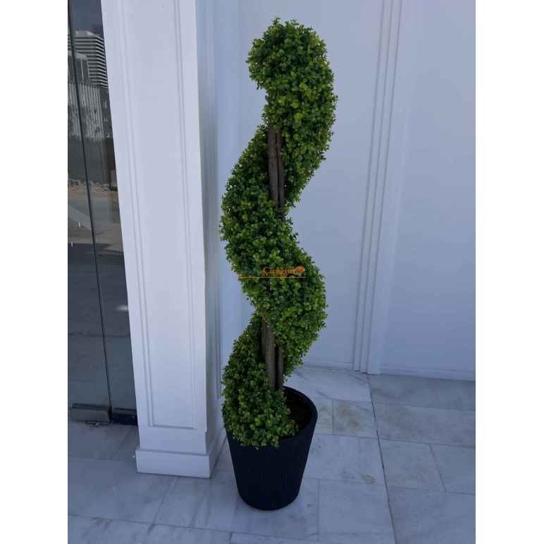 Dekoratif Spiral Şimşir Ağacı