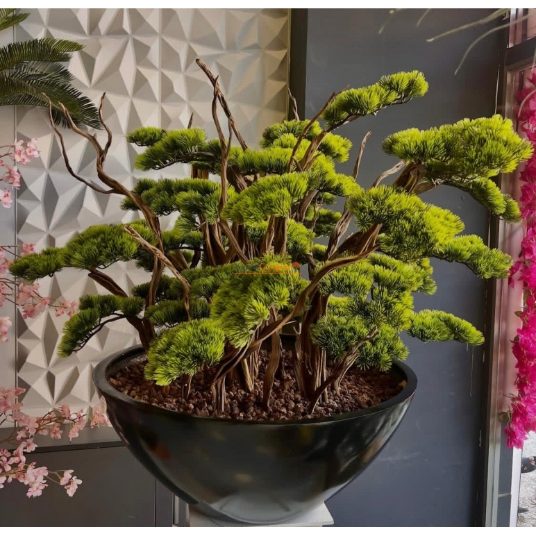 Büyük Bonzai Ağacı