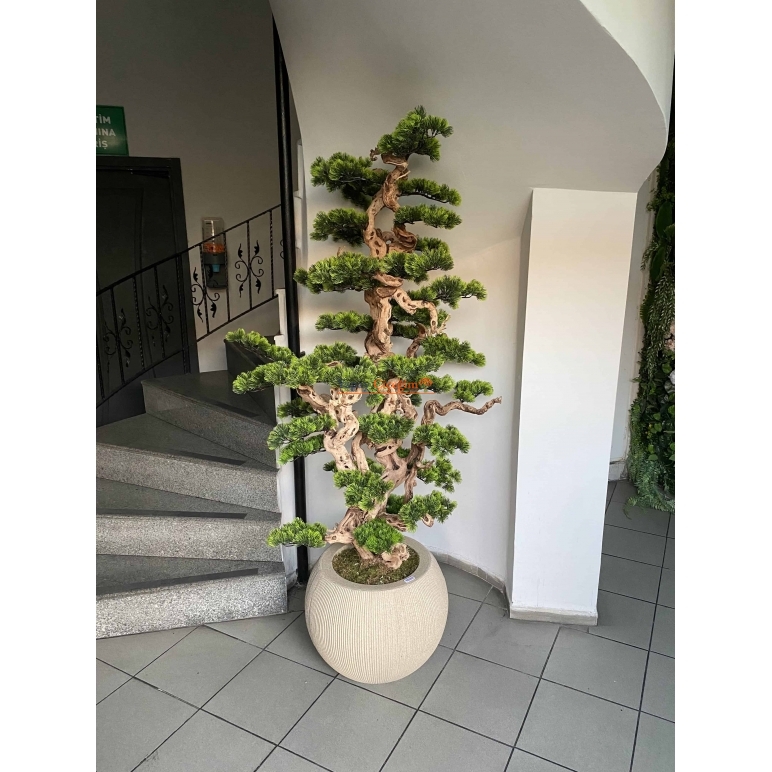 Büyük Bonzai Ağacı