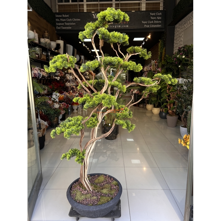 Premium Bonzai Ağacı 2.00 Mt