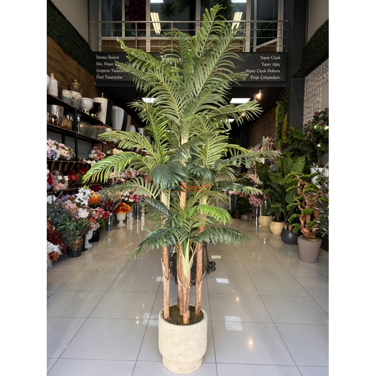 Palmiye Ağacı 5 Gövdeli 2.50 mt