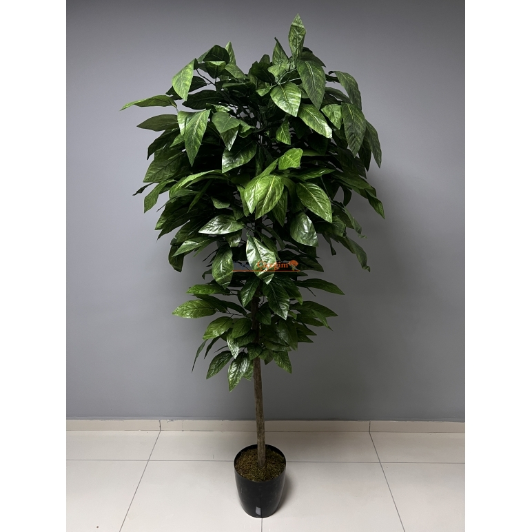 Büyük Boy Kestane Ağacı