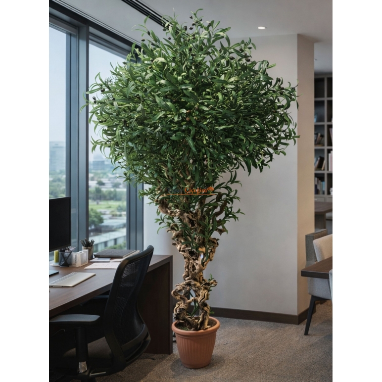 Bonzai Gövdeli Zeytin Ağacı