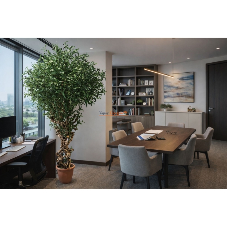 Bonzai Gövdeli Zeytin Ağacı